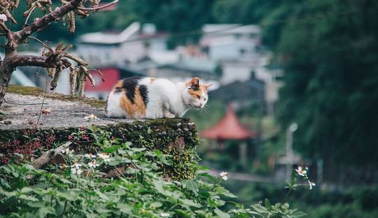 一日遊-猴硐貓村與基隆