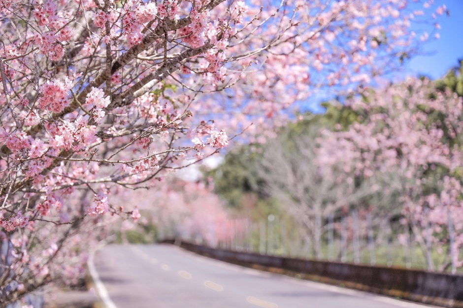 春日南投漫遊之旅